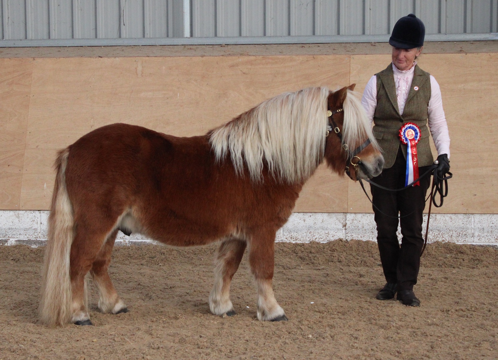 Gallery for NPS Scotland In Hand Show Results 2025